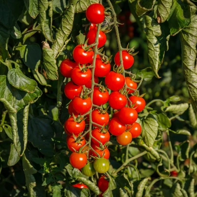 Paradajka kríčková Gartenperle - Solanum lycopersicum - semená - 10 ks