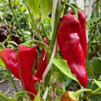 Paprika Marconi Red - Capsicum Annuum - semená - 10 ks