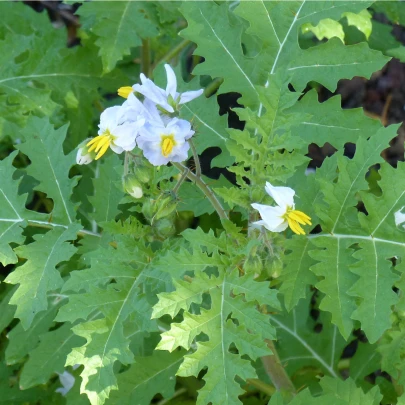 Paradajka pichľavé Liči - Solanum sisymbriifolium - semená - 6 ks