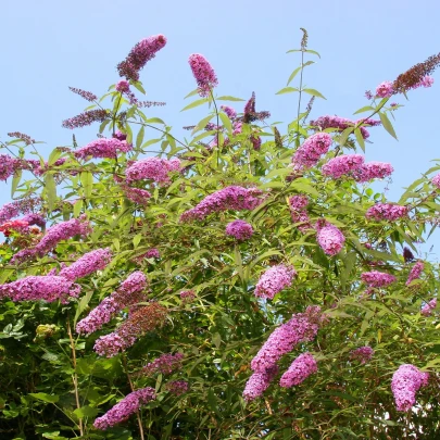 Budleja Dávidova zmes - Buddleja davidi - semená - 20 ks