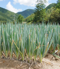 Cibuľa zväzková zimná Freddy - Allium fistulosum - semená - 250 ks