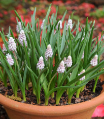 Modrica Pink Sunrise - Muscari - cibuľoviny - 2 ks