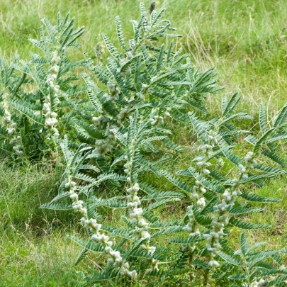 Kozinec sladkolistý - Astragalus glycyphyllos - semená - 20 ks