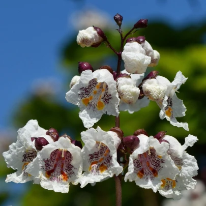 Katalpa bignóniovitá - Catalpa bignonioides - semená - 8 ks