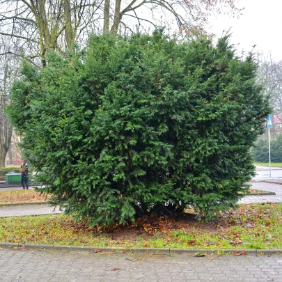 Tis červený - Taxus baccata - semená - 5 ks