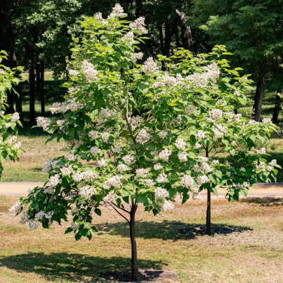 Katalpa Fargesova - Catalpa fargesii - semená - 8 ks