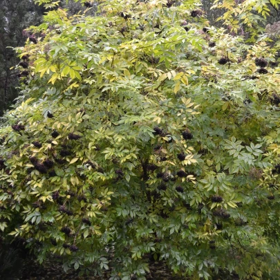 Baza kanadská - Sambucus canadians - semená - 10 ks