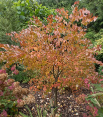 Zmarličník japonský - Cercidiphyllum japonicum - semená - 8 ks