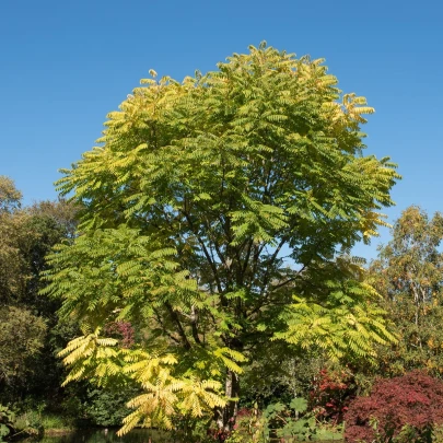 Cesnakovník čínsky - Toona sinensis - semená - 7 ks