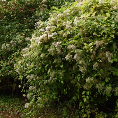 Plamienok plotný - Clematis vitalba - semená - 12 ks