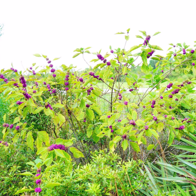 Krásnoplod - Callicarpa acuminata - semená - 8 ks