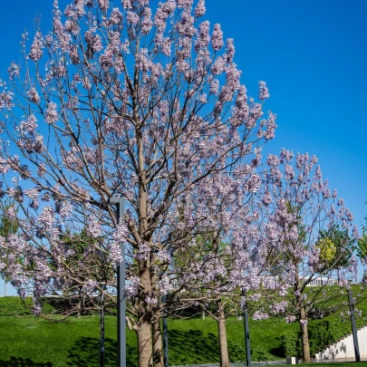 Paulovnia catalpifolia - Paulownia - semená - 15 ks