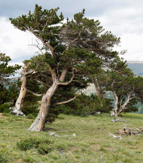 Borovica ostitá - Pinus aristata - semená - 5 ks