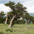 Borovica ostitá - Pinus aristata - semená - 5 ks