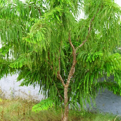 Indický Egreš - Phyllanthus emblica - semená - 8 ks
