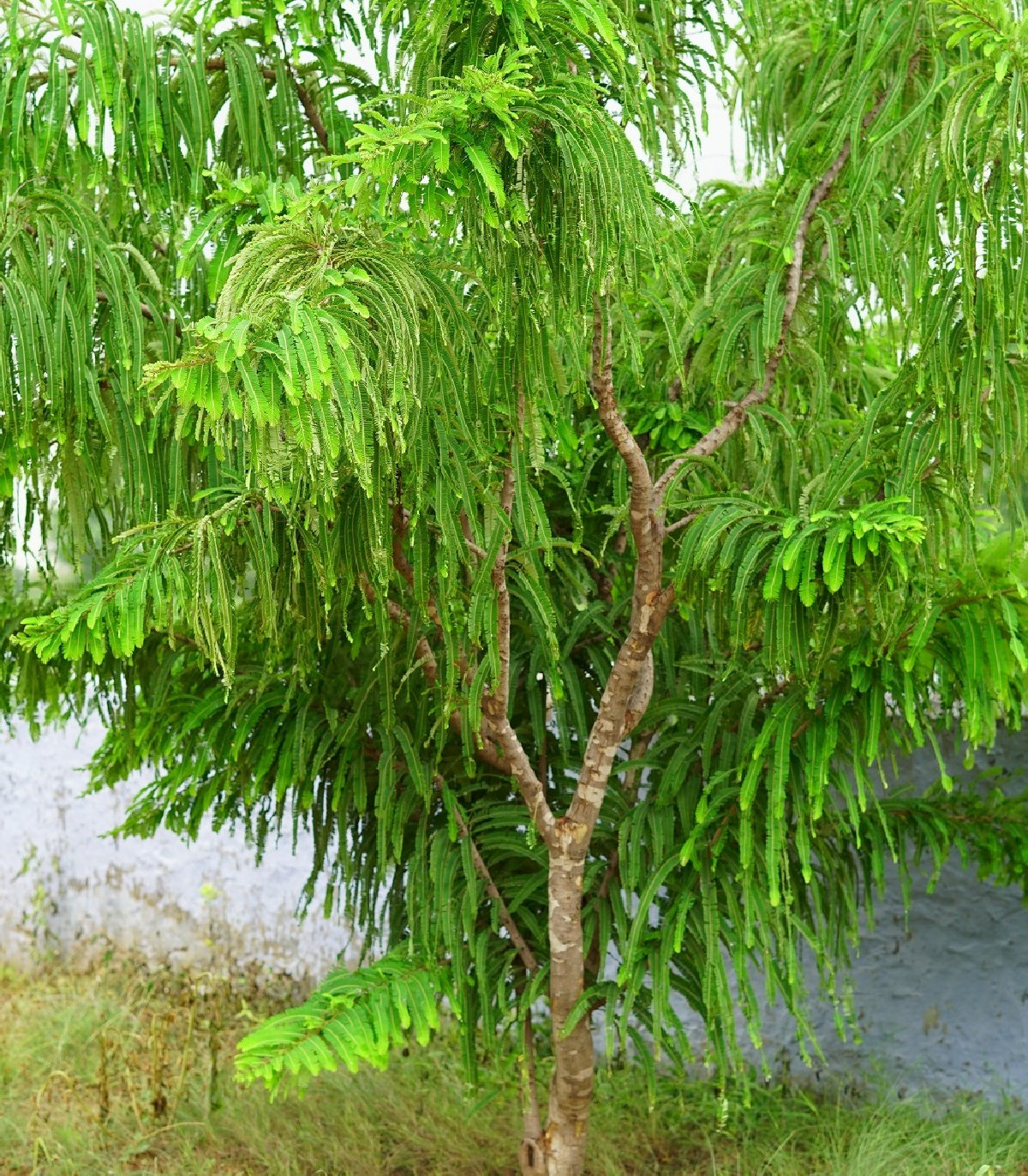 Indický Egreš - Phyllanthus emblica - semená - 8 ks