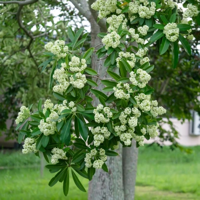 Pulai - Alstonia scholaris - semená - 8 ks