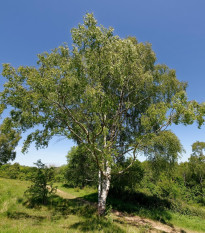 Breza bielokôra - Betula pendula - semená - 15 ks