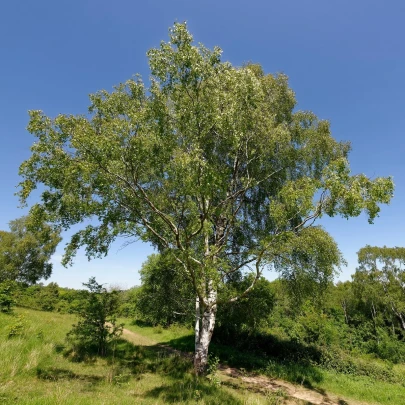 Breza bielokôra - Betula pendula - semená - 15 ks