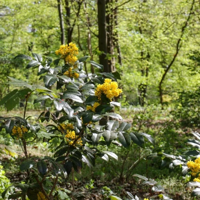 Mahónia cezmínolistá - Mahonia aquifolium - semená - 5 ks