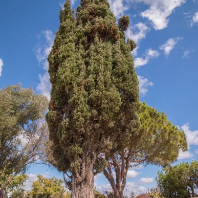 Cyprus portugalský - Cupressus lusitanica - semená - 7 ks