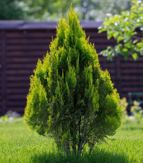 Tuja západná - Thuja occidentalis - semená - 18 ks