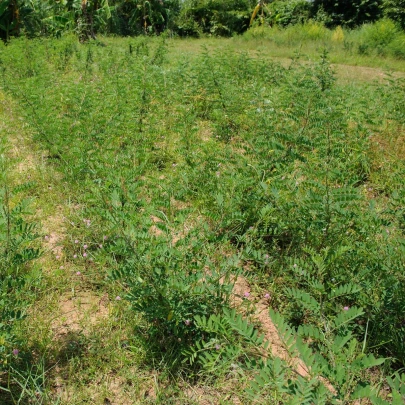 Indigovník farbiarsky - Indigofera tinctoria - semená - 7 ks