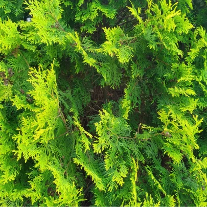 Tuja západná - Thuja occidentalis - semená - 18 ks