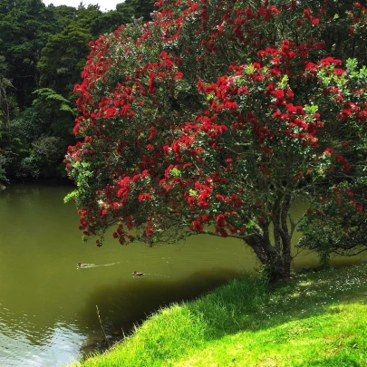 Železnec - Metrosideros excelsa - semená - 7 ks