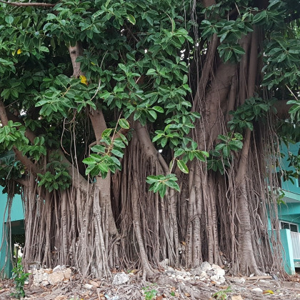 Figovník indický - Ficus benghalensis - semená - 5 ks