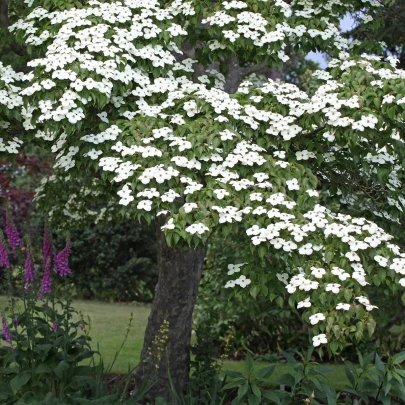 Drieň japonský - Cornus kousa - semená - 4 ks