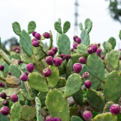 Opuncia poliehavá - Opuntia humifusa - semená - 7 ks