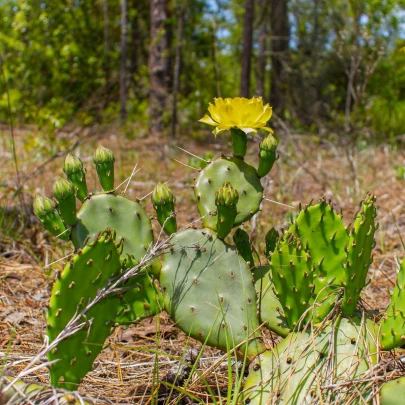 Opuncia poliehavá - Opuntia humifusa - semená - 7 ks