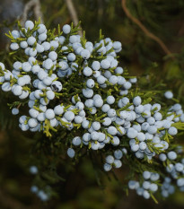 Borievka virgínska - Juniperus virginiana - semená - 5 ks