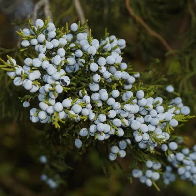 Borievka virgínska - Juniperus virginiana - semená - 5 ks