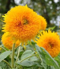 Slnečnica Sonnengold - Helianthus annuus - semená - 15 ks