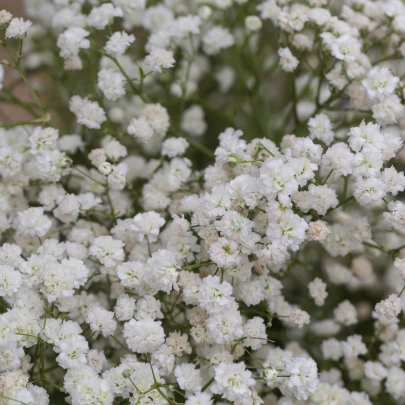 Gypsomilka metlinatá biela - Gypsophila paniculata - semená - 150 ks