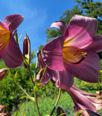 Ľalia Pink Perfection - Lilium - cibuľoviny - 1 ks