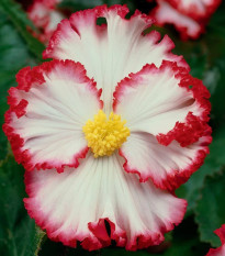 Begónia Marginata biela - Begonia crispa - cibuľoviny - 2 ks