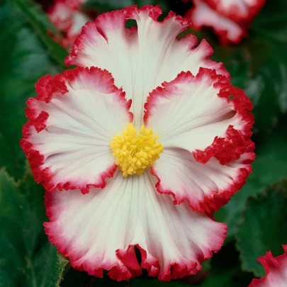 Begónia Marginata biela - Begonia crispa - cibuľoviny - 2 ks