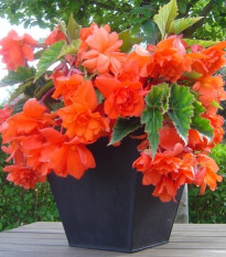 Begónia oranžová - Begonia pendula - cibuľoviny - 2 ks