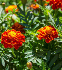 Aksamietnica rozložitá Primo - Tagetes patula - semená - 0,3 g