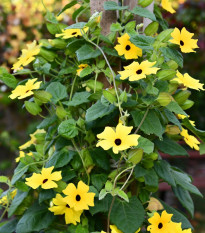 Čiernooká Zuzana - Thunbergia alata - semená - 12 ks