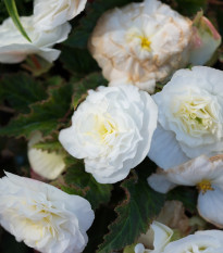 Begónia Nonstop biela - Begonia tuberhybrida - cibuľoviny - 2 ks