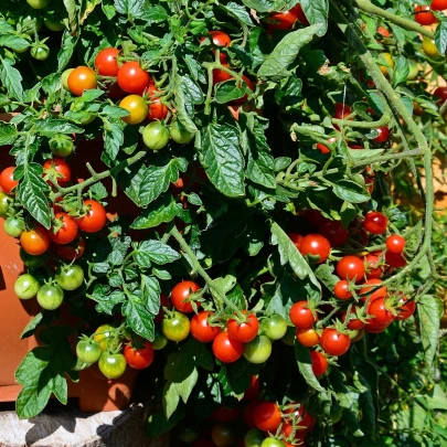 Paradajka kokteilová Primabella - Solanum lycopersicum - semená - 6 ks