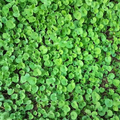 Strieborný dážď Emerald Falls - Dichondra argentea - semená - 6 ks