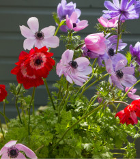 Zmes sasanky plnokvetej - Anemone - cibuľoviny - 9 ks