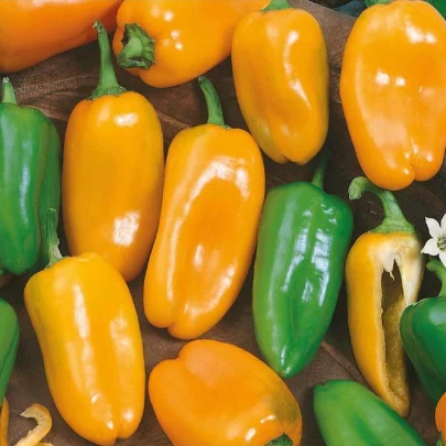 Paprika ročná Hamík - Capsicum annuum - semená - 20 ks