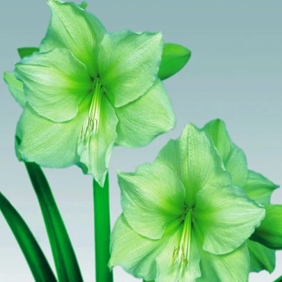 Zornica Limona - Hippeastrum - cibuľoviny - 1 ks