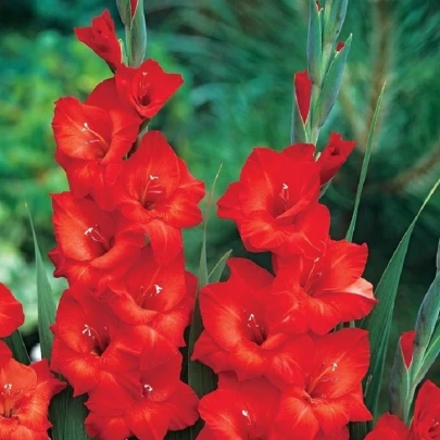 Gladiola Mascagni - Gladiolus - cibuľoviny - 3 ks